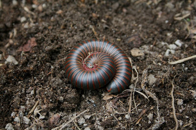 High angle view of shell on field