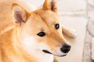 Close-up of shiba inu looking away