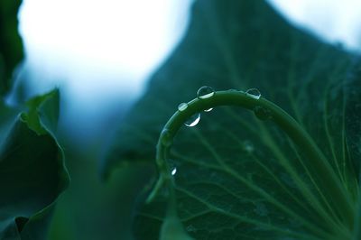 Close-up of wet plant