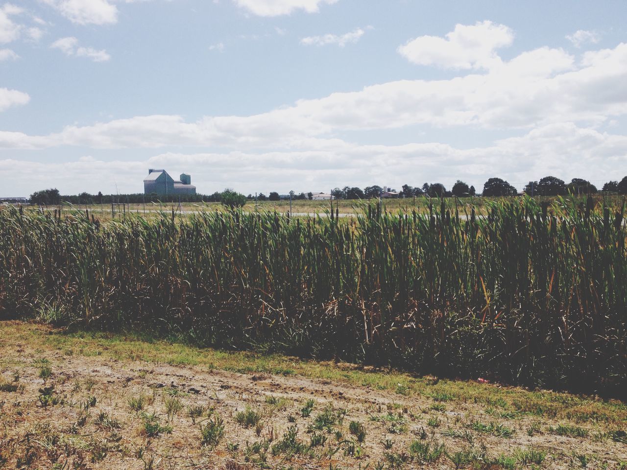 agriculture, field, rural scene, sky, farm, landscape, crop, growth, cloud - sky, nature, tranquility, tranquil scene, beauty in nature, cultivated land, scenics, fence, plant, grass, cloud, day