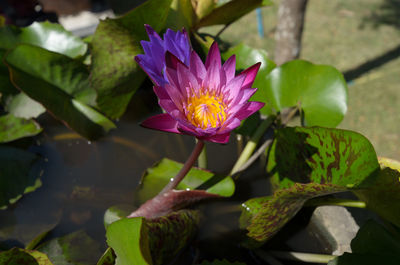 Close-up of lotus water lily in pond