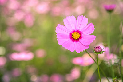 Close-up of pink cosmos flower