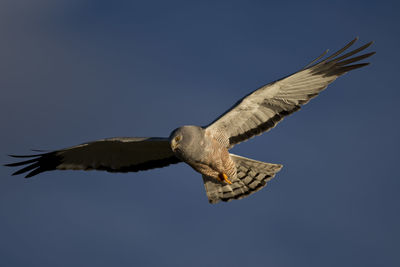 Low angle view of eagle flying in sky