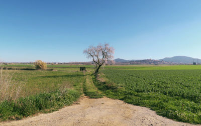 Scenic view of grassy landscape against clear blue sky