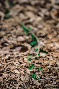 Close-up of plants on field