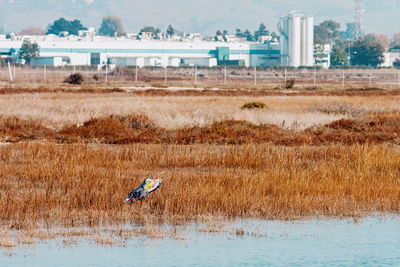 View of birds on the land