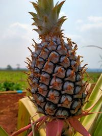 Close-up of fruit growing on field against sky