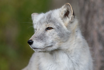 Close-up of an animal looking away