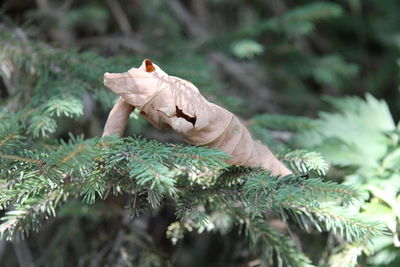 Close-up of christmas tree