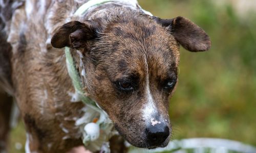 Close-up portrait of dog outdoors