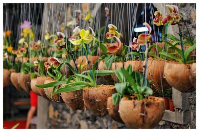 Close-up of potted plants