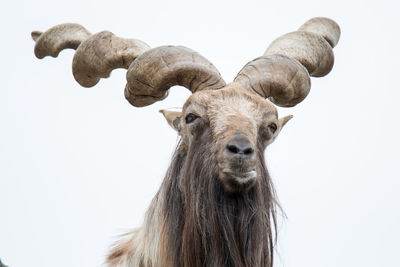 Close-up of animal against white background