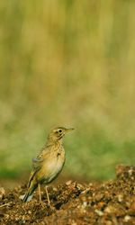 Close-up of bird perching on a land