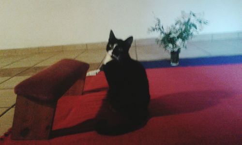 Cat sitting on red floor