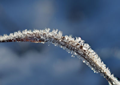 Close-up of frozen plant