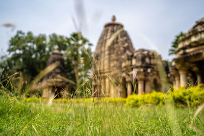 Plants growing on field against sky