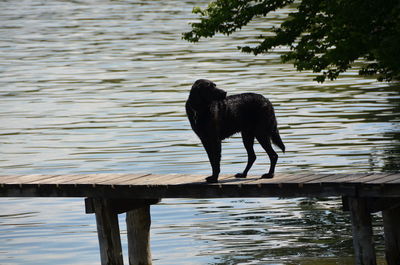 Bird perching on lake