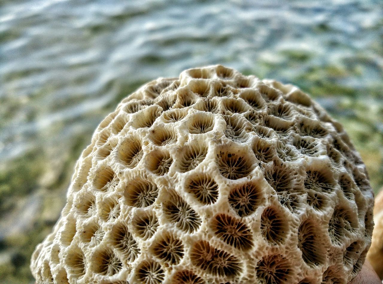 water, sea, close-up, natural pattern, rippled, nature, pattern, focus on foreground, outdoors, beauty in nature, day, no people, tranquility, wildlife, animals in the wild, sunlight, beach, waterfront, selective focus, animal shell