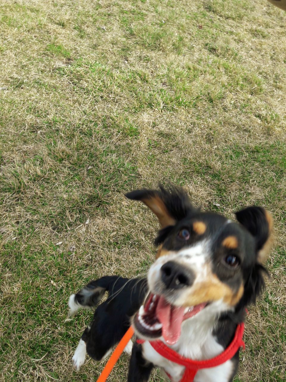 HIGH ANGLE VIEW PORTRAIT OF DOG ON FIELD