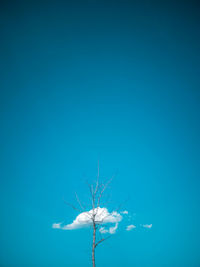 Low angle view of bare tree against clear blue sky