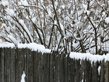 Trees on snow covered landscape