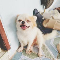 High angle view of dog sitting at home