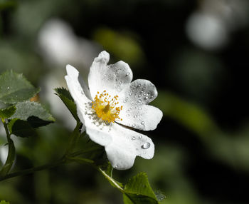 Close-up of wet white flower