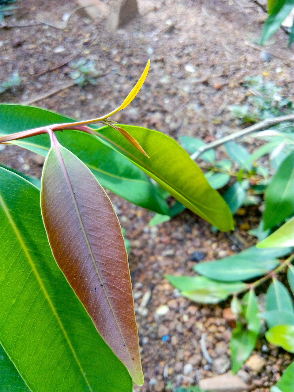 leaf, green color, close-up, growth, focus on foreground, leaf vein, plant, nature, natural pattern, outdoors, day, leaves, beauty in nature, sunlight, no people, selective focus, fragility, green, high angle view, botany