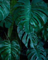 Full frame of green leaves pattern background, nature lush foliage leaf texture , tropical leaf