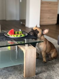 Dog looking at watermelon on table