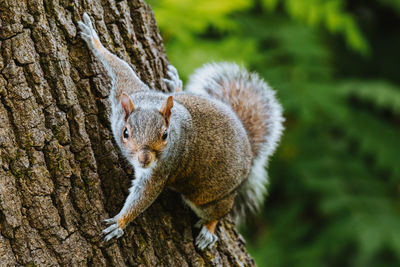 Close-up of squirrel on tree trunk