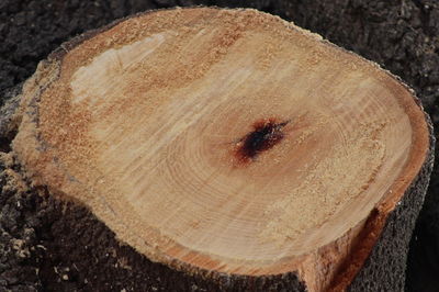 Close-up of tree stump