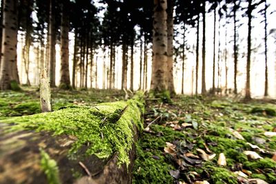 Trees in forest