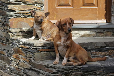 Portrait of dog sitting against wall