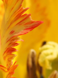 Close-up of day lily blooming outdoors