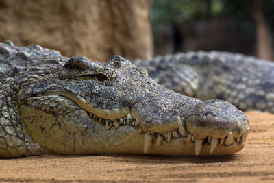 Close-up of crocodiles on field