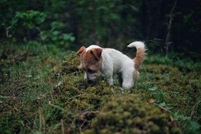 Close-up of dog in the forest