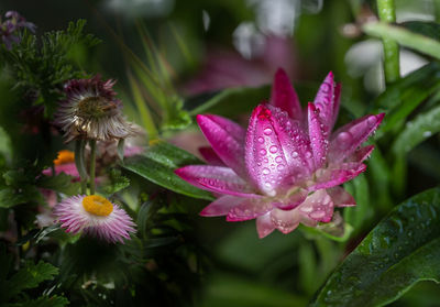 Close-up of wet pink flowering plant