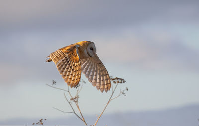 Low angle view of barn owl flying against sky