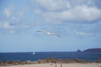 Seagulls flying over beach