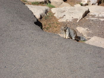 High angle view of squirrel sitting on road