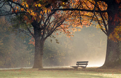 Bench under the trees with autumn colors in the morning mist 