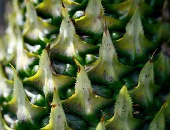 Close-up of a tropical fruit