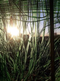 Close-up of plants growing on field against bright sun