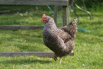 View of a bird on field