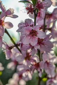 Close-up of pink cherry blossoms