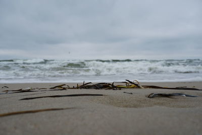 Surface level of driftwood on beach against sky