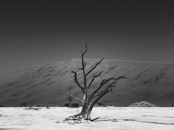 Bare tree on snow covered land against sky