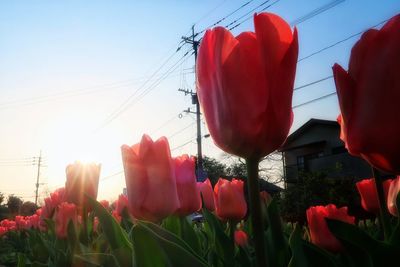 Low angle view of pink flowers against clear sky