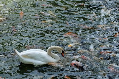 High angle view of swan swimming in lake